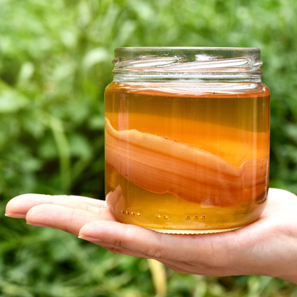 holding a jar of happy belly kombucha organic kombucha starter